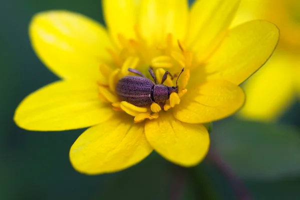 Insecto acostado sobre flor amarilla — Foto de Stock
