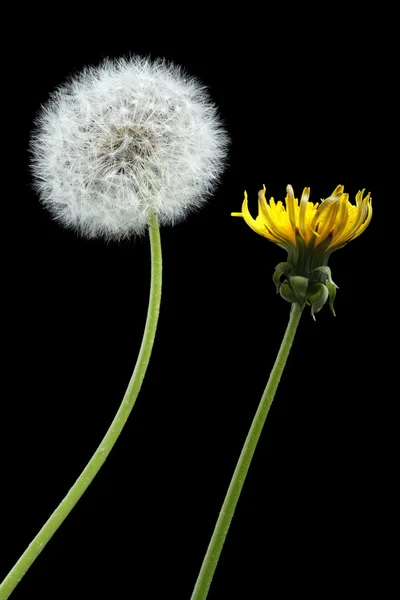 Blooming and dried dandelions — Stock Photo, Image