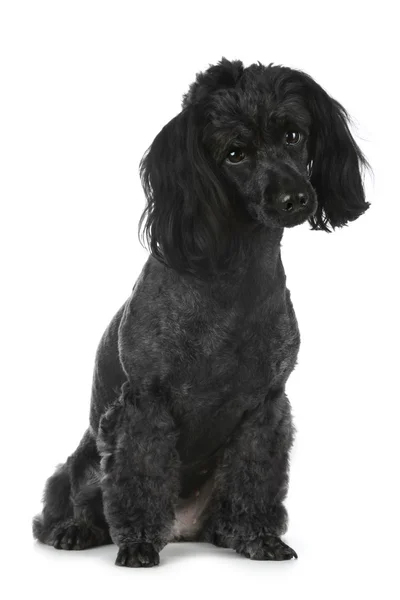 Beyaz zemin üzerine oturan siyah fino köpeği — Stok fotoğraf