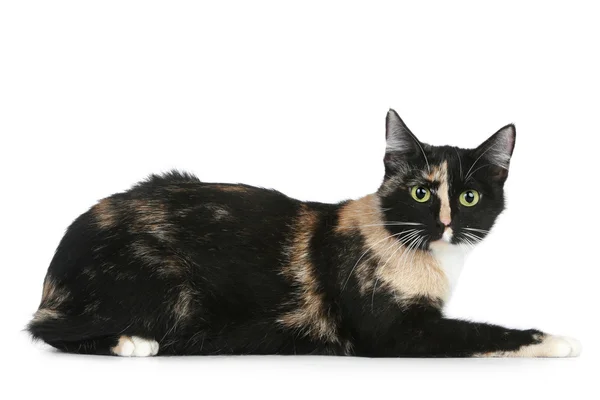 Giovane gatto marrone nero (colore tartaruga ) — Foto Stock