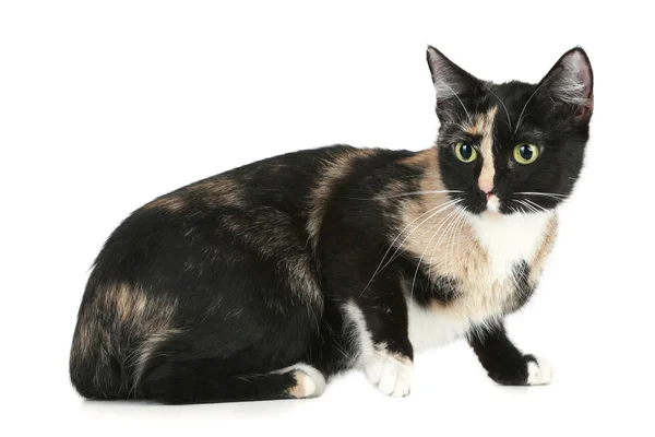 Genç siyah kahverengi kedi (kaplumbağa renk) — Stok fotoğraf
