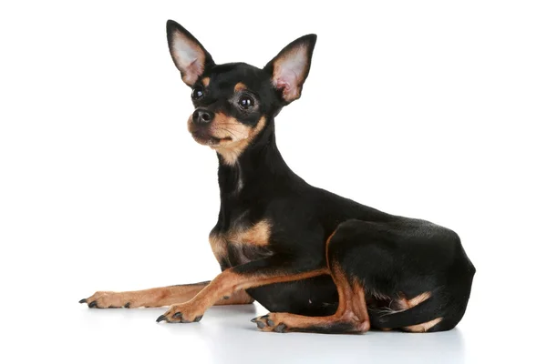 Ruso elegante pelo juguete terrier cachorro — Foto de Stock
