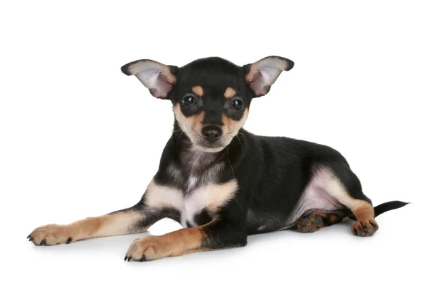 Russian sleek-haired toy terrier puppy — Stock Photo, Image