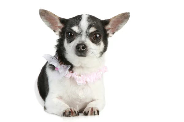 Chihuahua köpek yalan — Stok fotoğraf