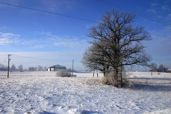 Tree on winter field — Stock Photo, Image