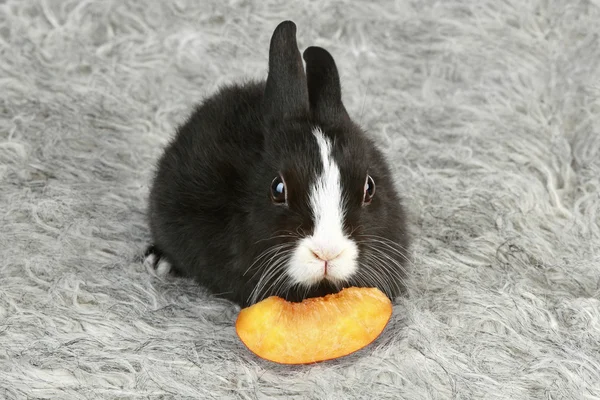 stock image Cute black and white baby rabbit