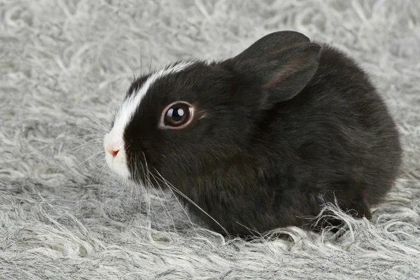 Sevimli siyah beyaz bebek tavşan — Stok fotoğraf