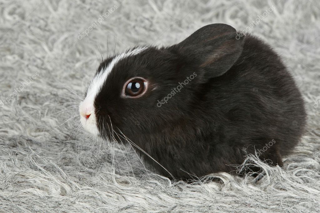 Cute Black And White Baby Rabbit Stock Photo Image By C Vitcom 4325217
