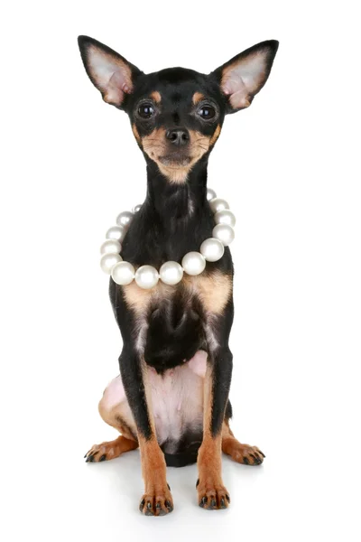Orosz sima szőrű toy terrier kiskutya gyöngyöket, gyöngyök (szórakozás — Stock Fotó