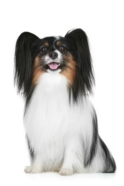 Портрет собаки породы Папийон — стоковое фото