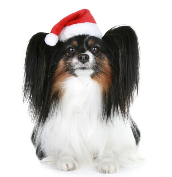 Papillon crianza perro en rojo navidad sombrero Imágenes de stock libres de derechos
