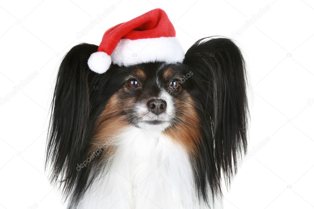 Papillon Rasse Hund in roter Weihnachtsmütze Stockfotografie