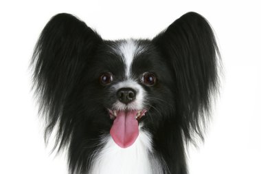 Close-up portrait of a papillon breed dog clipart