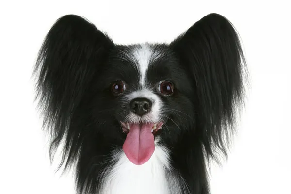 パピヨン犬のクローズ アップの肖像画 — ストック写真