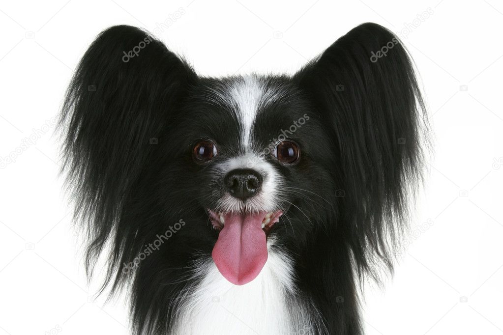 Close-up portrait of a papillon breed dog