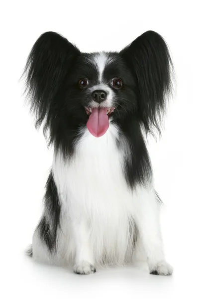 パピヨン犬の肖像画 — ストック写真