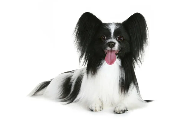 Портрет собаки-папиллона — стоковое фото