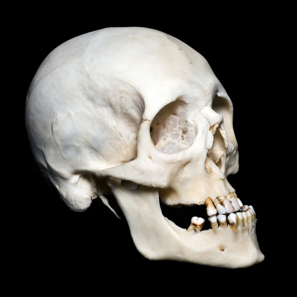 Scull — Stock Photo, Image