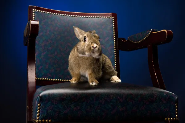 Лысый Кролик Кожаном Кресле — стоковое фото