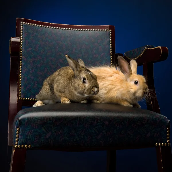 Кролик на стуле — стоковое фото