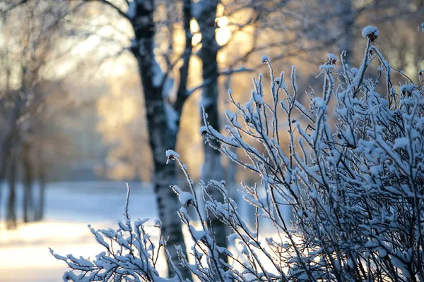 Winter — Stockfoto