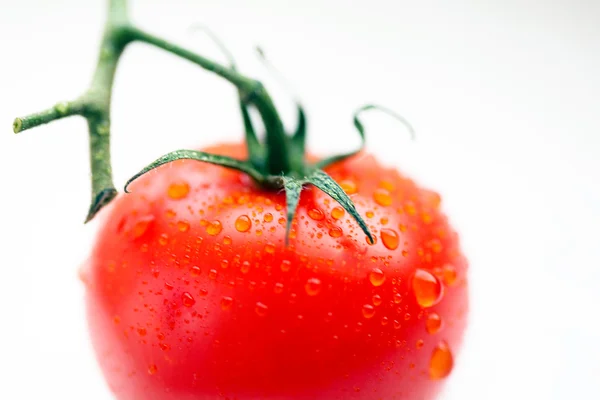 stock image Fresh red tomato with water drops