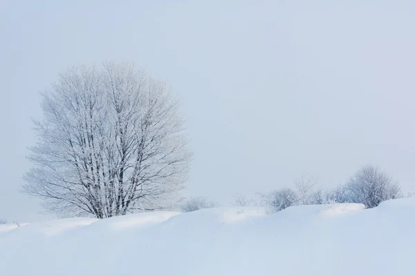 雪景 — 图库照片