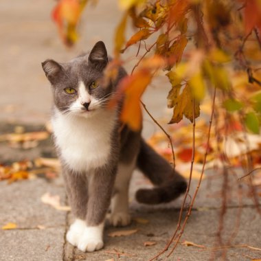 Green-eyed cat on the street, Looks in a camera clipart