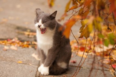 kedi yawns