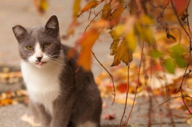 sokakta, yeşil gözlü kedi dilini koyar