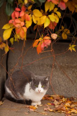 Yeşil gözlü kedi