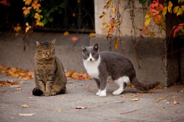 kedi ve kedi sokak, aşk