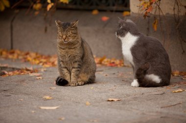 kedi ve kedi sokak, aşk