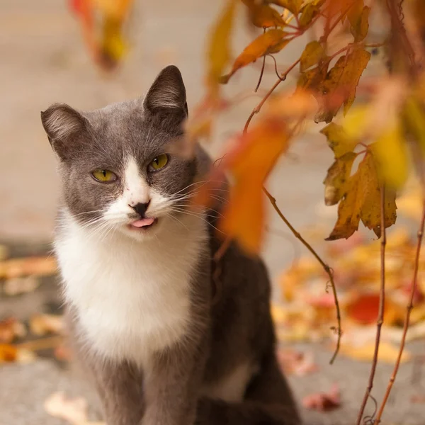 Green Eyed Cat Street Puts Out Tongue — Stock Photo, Image