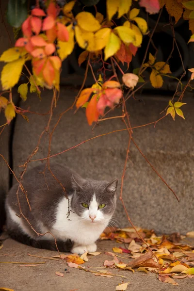 Kucing bermata hijau — Stok Foto