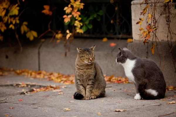 Gato e gato na rua — Fotografia de Stock