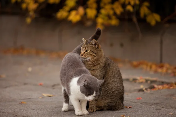 Kot Kot Ulicy Miłość — Zdjęcie stockowe