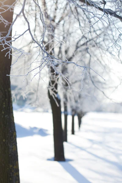 Alberi invernali sulla neve — Foto Stock