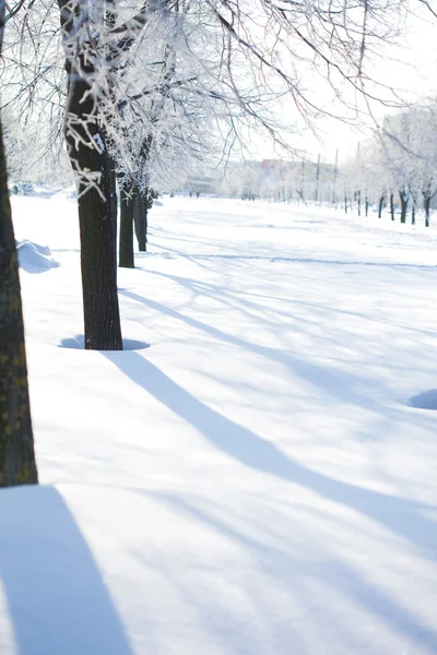 Зимові дерева на снігу — стокове фото