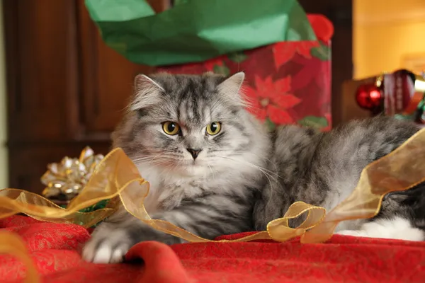 Kerstmis kat en linten — Stockfoto