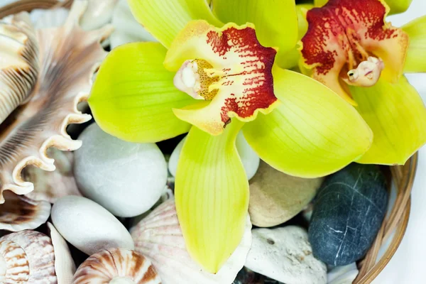 Orquídeas y piedras y conchas marinas — Foto de Stock