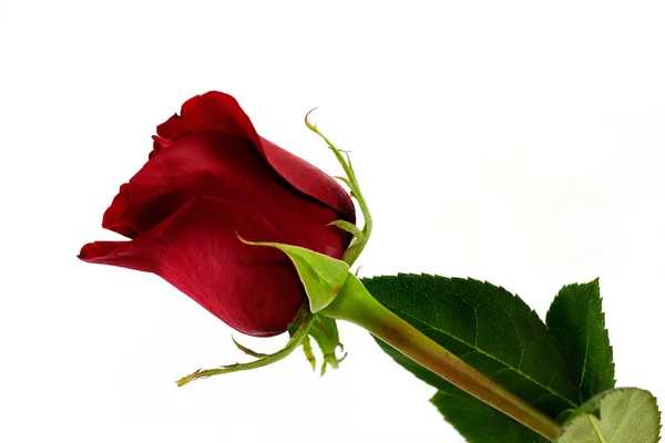 Κόκκινο Τριαντάφυλλο Closeup Απομονώνονται Λευκό Φόντο — Φωτογραφία Αρχείου