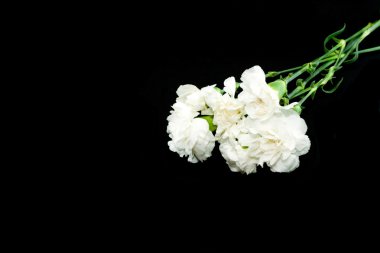 White carnations isolated on black background clipart