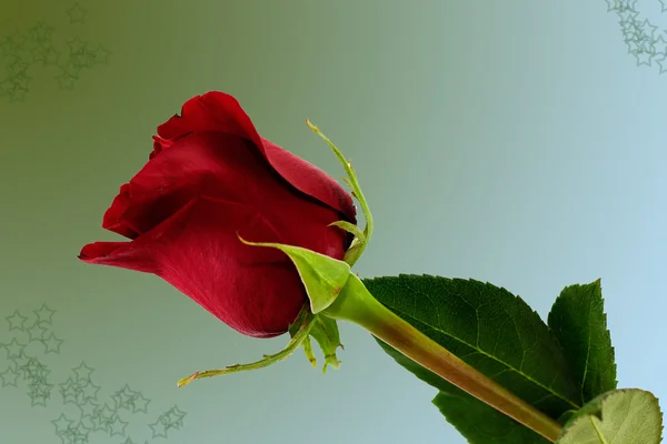 Κάρτα με ένα κόκκινο τριαντάφυλλο — Φωτογραφία Αρχείου