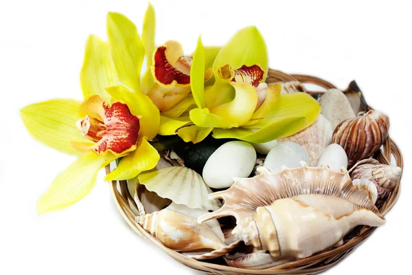 Cesta con conchas marinas y piedras con flores de orquídea — Foto de Stock