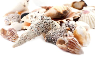 Shells clipart