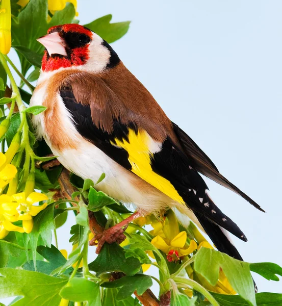 Goldfinch — Stock Photo, Image