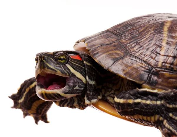 stock image Turtle