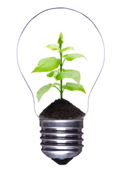 Glödlampa med växt — Stockfoto