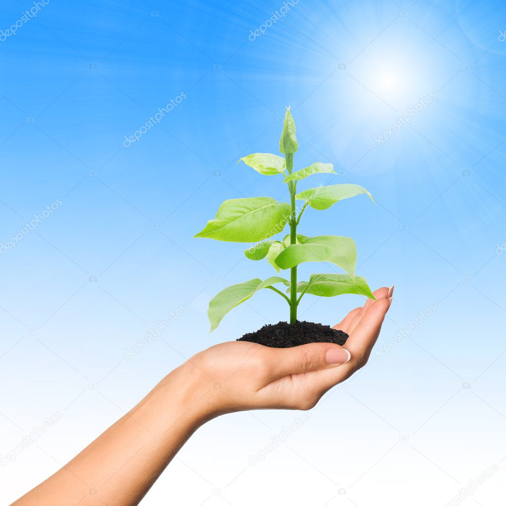 Hand with plant